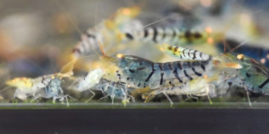 Mehrere getigerte Zwerggarnelen im Aquarium.