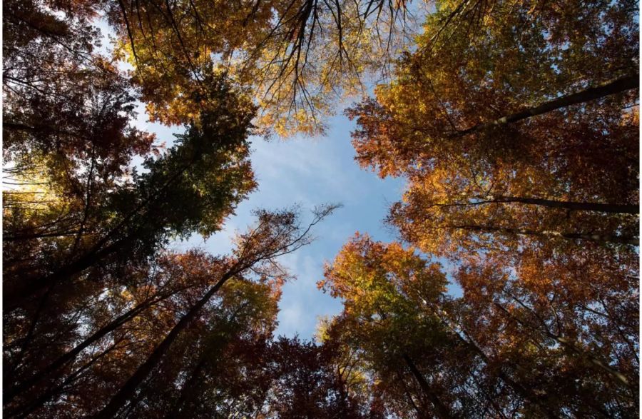 Wer will kann sich inmitten eines Wald beisetzen lassen.