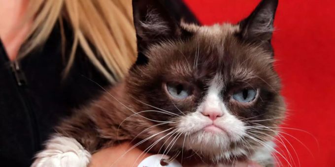 Grumpy Cat und Co. - Wenn Tiere sich als Influencer versuchen