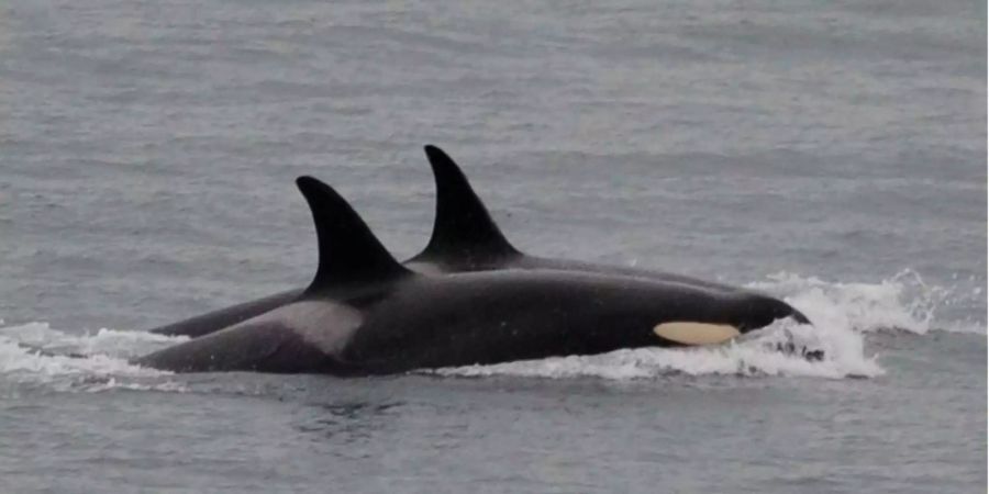 In der freien Wildbahn schwimmen Orcas Hunderte Kilometer. In Gefangenschaft sollen sie vor allem aggressiv werden.