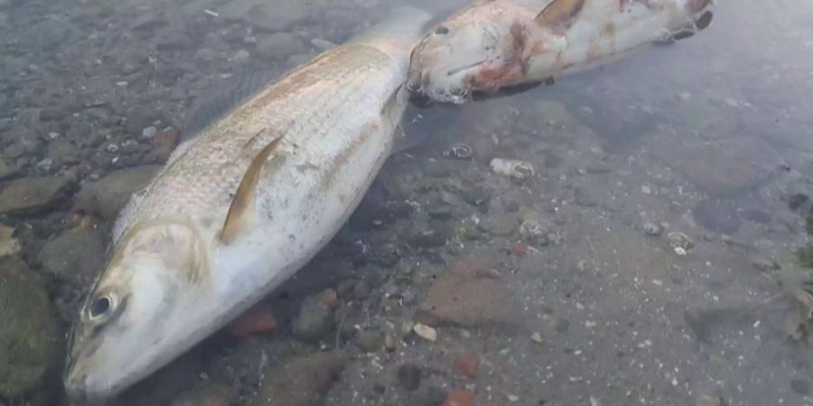 Zwei Äschen, die im Rhein bei Schaffhausen wegen zu hohen Wassertemperaturen gestorben sind.