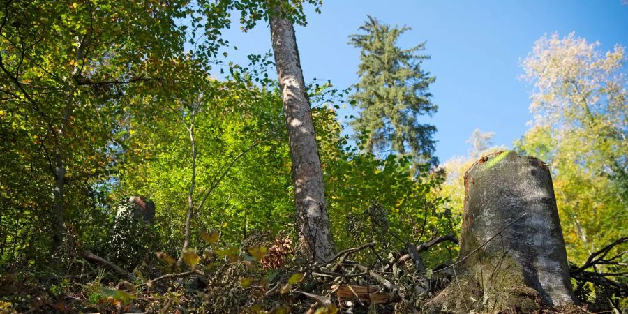 Ein Baumstumpf mitten im Wald des Uetlibergs in Zürich.