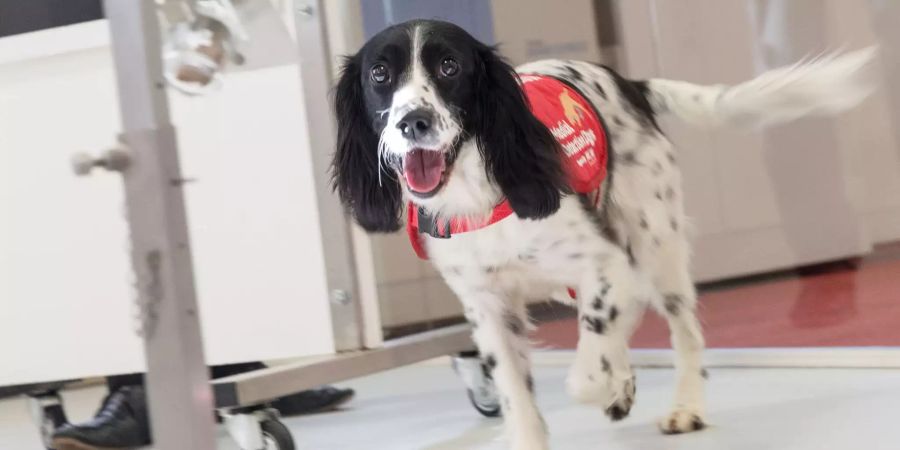 Für die Vierbeiner sind die Malaria-Tests wie ein Spiel. Es kommen allerdings nur sehr lernwillige Hunde mit einer besonders feinen Nase infrage.
Bild: Durham University/Medical Detection Dogs/London School of Hygiene & Tropical Medicine