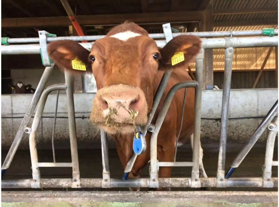 Eine enthornte Kuh auf dem Bauernhof der Familie Gilgen in Oberwangen bei Bern.