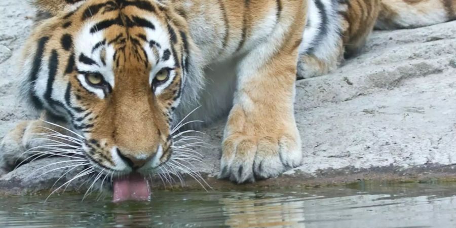 Tigerin Elena trinkt aus dem Teich im Gehege im Zoo Zürich.