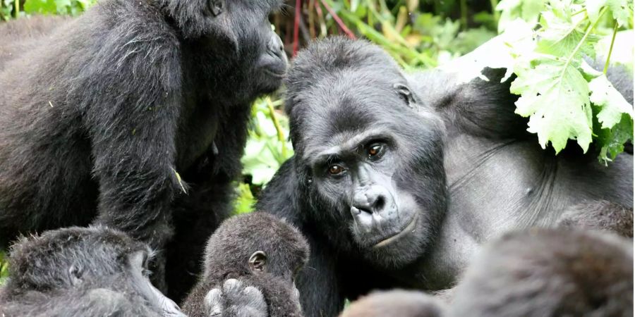 Berggorillas finden sich in kleinen Gruppen zusammen, wie die Neandertaler in früheren Zeiten.