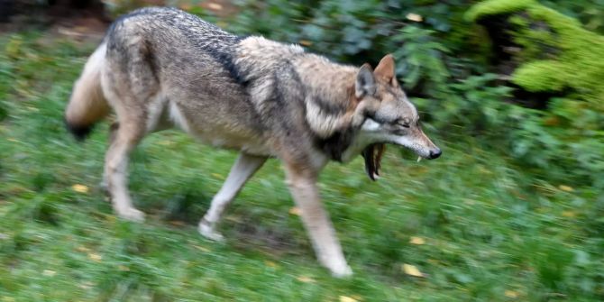 Ein Wolf geht durch sein Gehege in einem Wildpark.