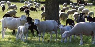 Gemeinde - Walliser Landschafe sind auf der Weide am Birsig in Bottmingen
