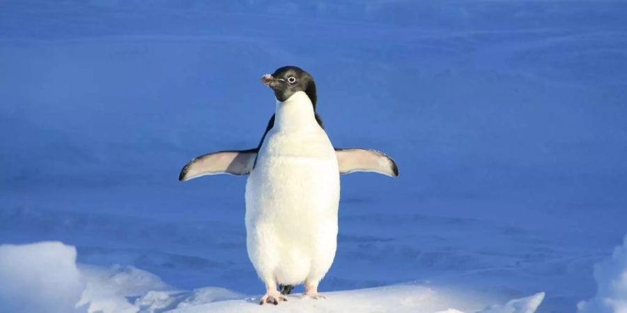 Die arktischen Pinguine und zahlreiche andere lokale Vogelarten sind bedroht: Touristen stecken die Tiere mit gefährlichen Krankheitserreger an, Bild: Pixabay.