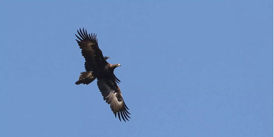 Keilschwanzadler sind in Australien geschützt.