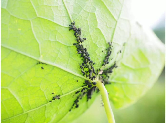Eine Kolonie von Blattläusen macht sich breit: Die Schädlinge saugen den Pflanzensaft auf, um ihren Hunger zu stillen. Bild: pixabay Eine Kolonie von Blattläusen macht sich breit: Die Schädlinge saugen den Pflanzensaft auf, um ihren Hunger zu stillen. Bild: pixabay