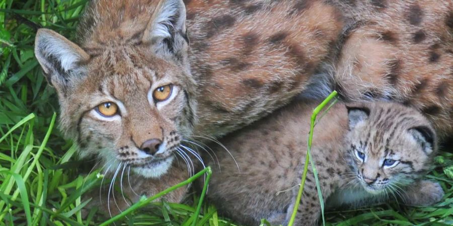 In einem Tierpark kümmert sich ein Luchs um sein Neugeborenes.