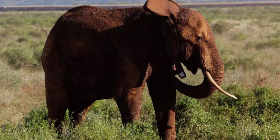 Ein wilder Elefant trampelt zwei Touristen zu Tode.