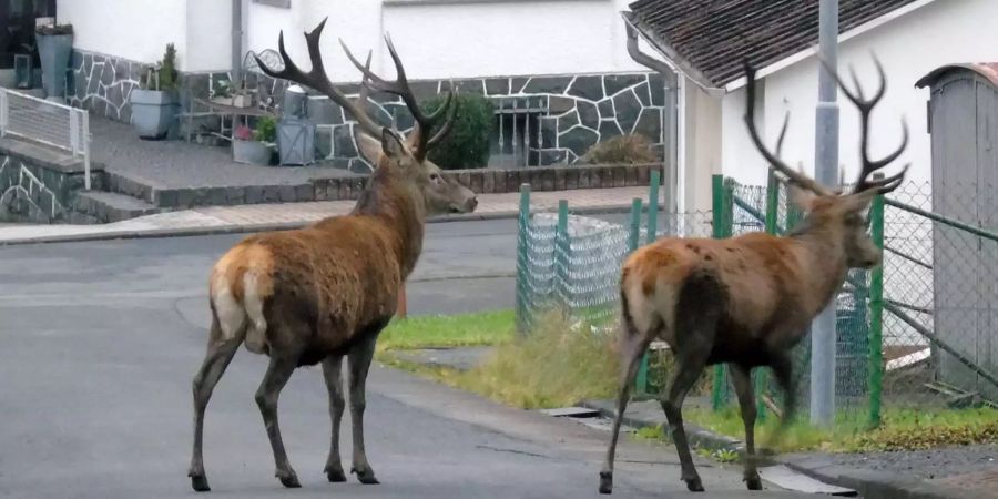 Zwei ausgewachsene Hirsche spazieren durch die Strassen von Ewersbach.