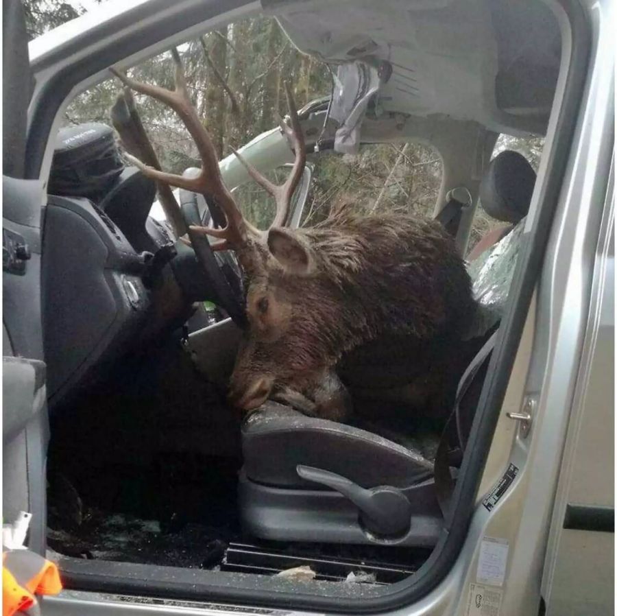 Der Hirsch starb auf den vorderen Sitzen des Fahrzeuges.