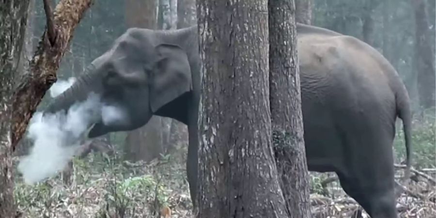 Vinay Kumar filmte den Elefanten, der raucht, im indischen Natinalpark Nagarhole.