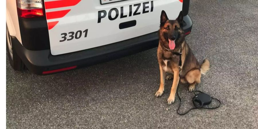 Der Diensthund Gio-Gordon konnte den Täter in flagranti stellen.