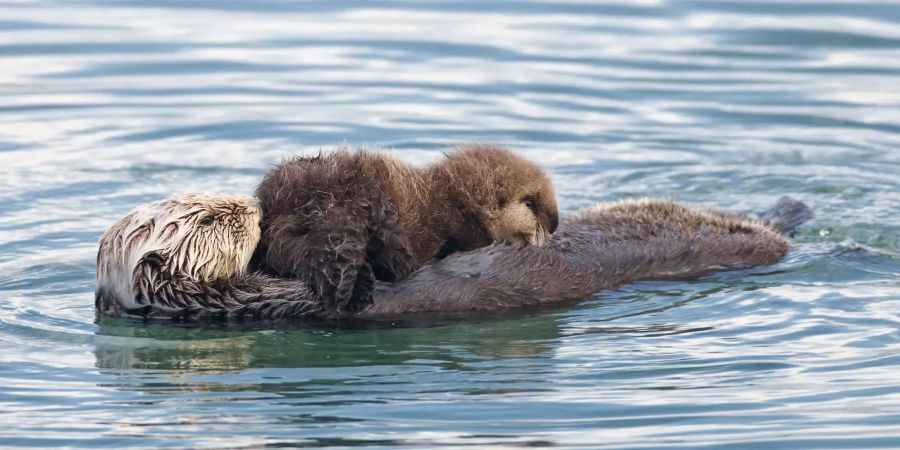 Seeotter bekommen das ganze Jahr über Junge. Hier eine Ottermama an der Küste Kaliforniens, deren Junges (das Fellknäuel in der Bildmitte) sich gerade satt säugt. Bild: Wikimedia Commons/Mike Baird