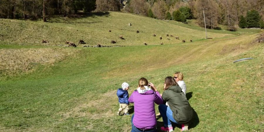 Die Tiere lassen sich beim Weiden oder spielerischen Kämpfen mühelos beobachten, Bild: Susanne Bonaca/Pontresina Tourismus