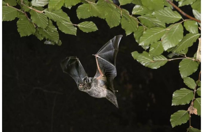 Ein perfider Jäger: Die Mopsfledermaus. Bild: Alamy Ein perfider Jäger: Die Mopsfledermaus. Bild: Alamy