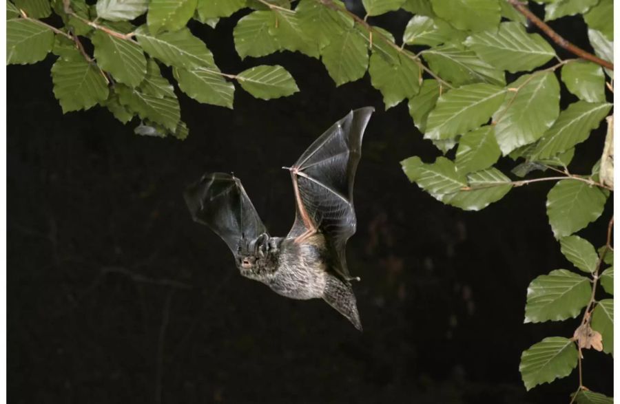 Ein perfider Jäger: Die Mopsfledermaus. Bild: Alamy