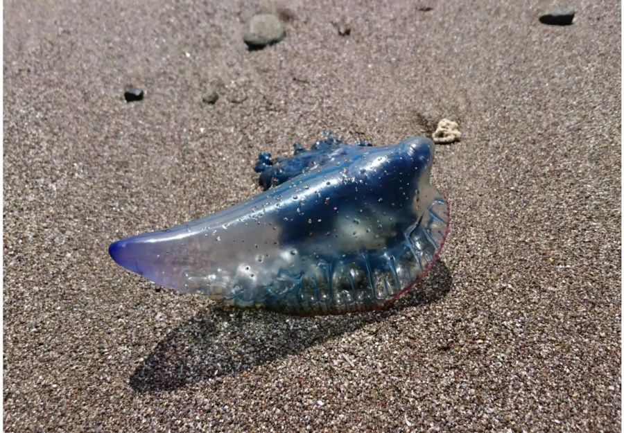 Gefährliches Wesen: Die Portugiesische Galeere hat meist meterlange Tentakeln.