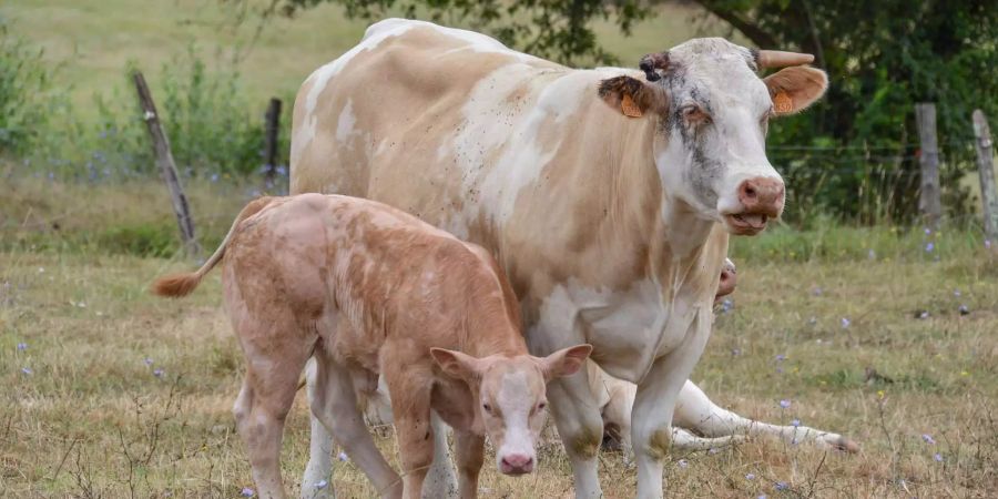 Umwelt- und tierfreundliche Bauernhöfe unterstützen statt Grenzen öffnen, fordern die Kleinbauern und Tierschützer. (Symbolbild)