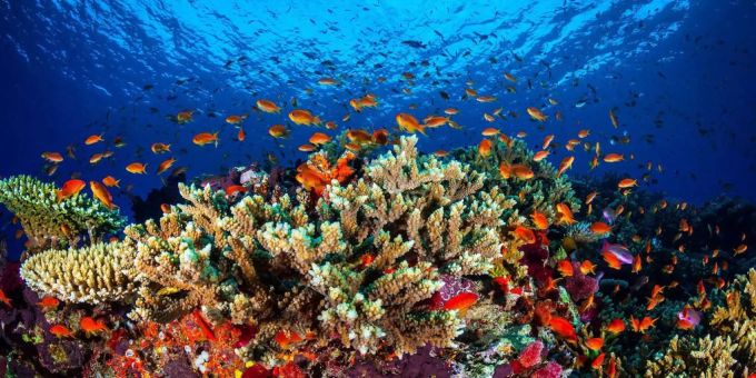 Das Great Barrier Reef in Australien soll mit 374 Millionen Franken gerettet werden. Great Barrier Reef
