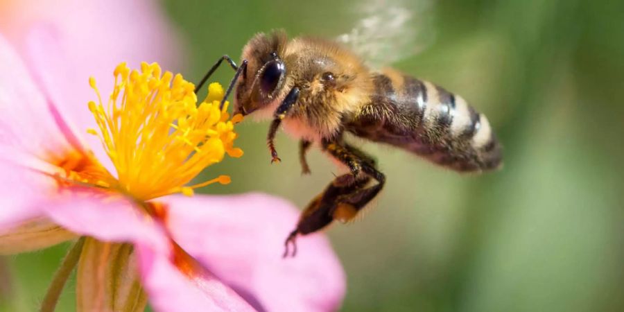 Das EU-Verbot für bienenschädlichen Pestiziden stösst bei Wissenschaftlern auf Unmut.