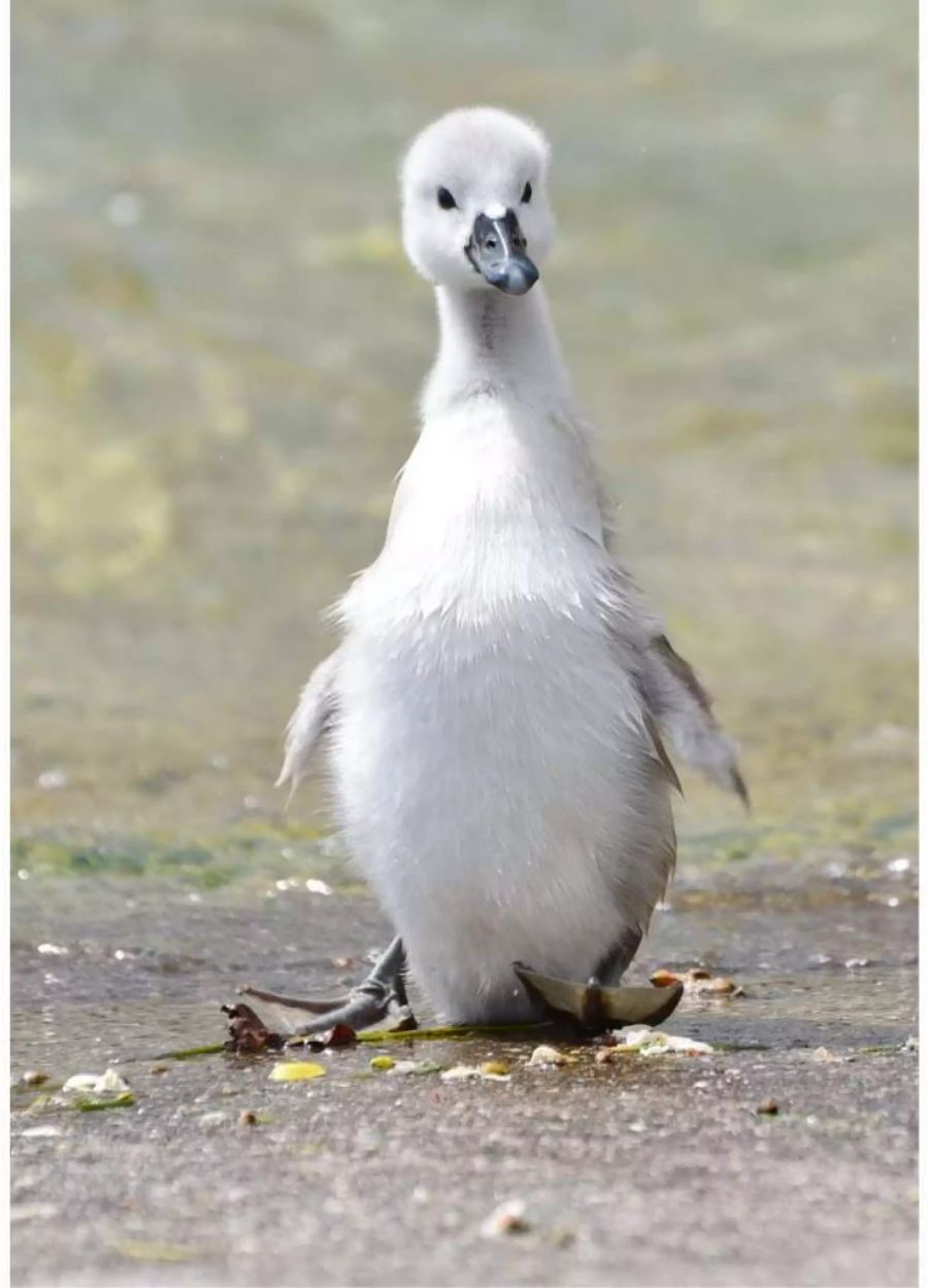 Ein junger Schwan auf Entdeckungsreise.