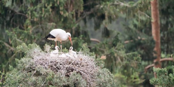 Familienglück im Tierpark Goldau. storch
