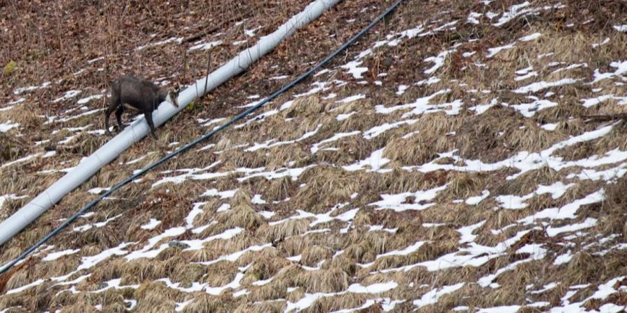 Wildtiere im Kanton Wallis sind am Ende ihrer Kräfte.