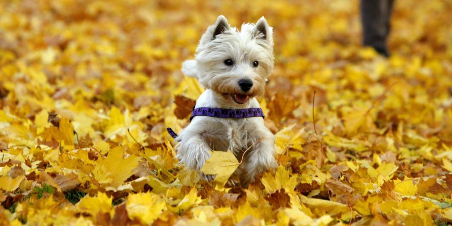 Hund im Herbstlaub