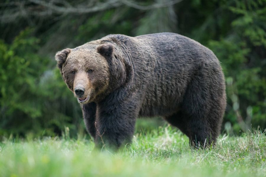 In den Wäldern von Ljusdal in Schweden wurden ein Vater und sein Sohn bei einem Spaziergang von einem Bären angegriffen. (Symbolbild)