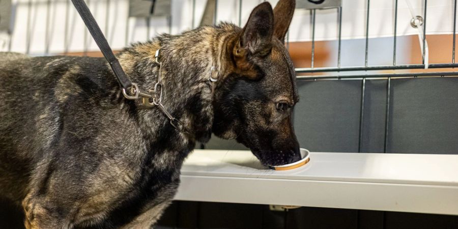 Corona-Spürhündin Bea schnüffelt in Probenbehältern in der Teststation.