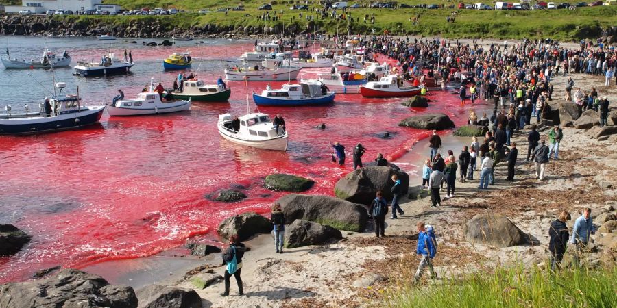 Auf den Färöer Inseln färbt sich jährlich das Meer rot. Bild: Kasper Solberg/iStock