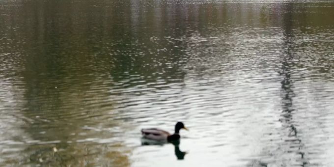 Tragischer Vorfall im bernischen Frauenkappelen: Am Dienstagnachmittag wurde eine leblose Person aus dem Wohlensee geborgen. Wohlensee