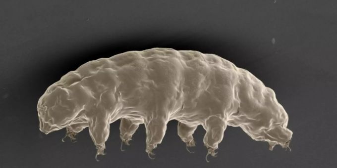Bärtierchen könnten die ersten Bewohner auf dem Mond sein. Mond
