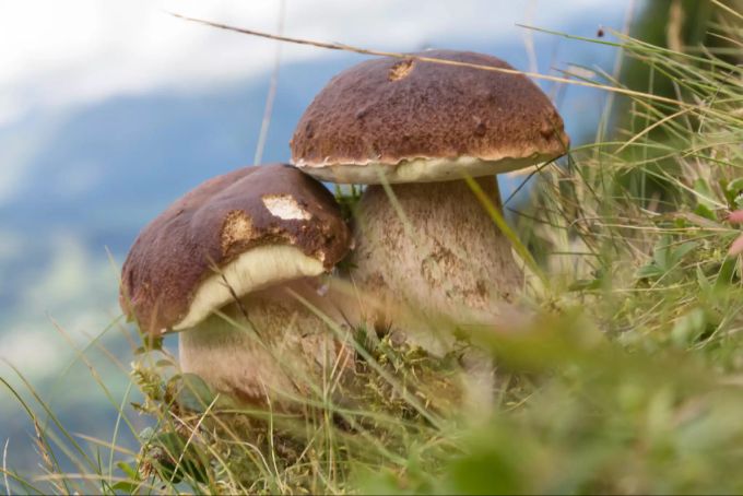Zwei prächtige Steinpilze - essbare Exemplare der Pilzgattung. Steinpilze