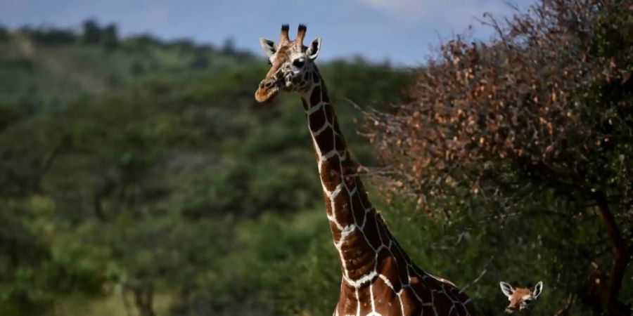 Giraffe in Kenia