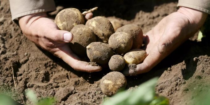 Ein Landwirt hat Kartoffeln auf einem Acker aus der Erde geholt. bauern