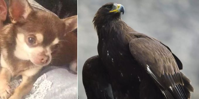 Nach Möwen-Angriff - Wie gefährlich sind Vögel für Schweizer Hunde?