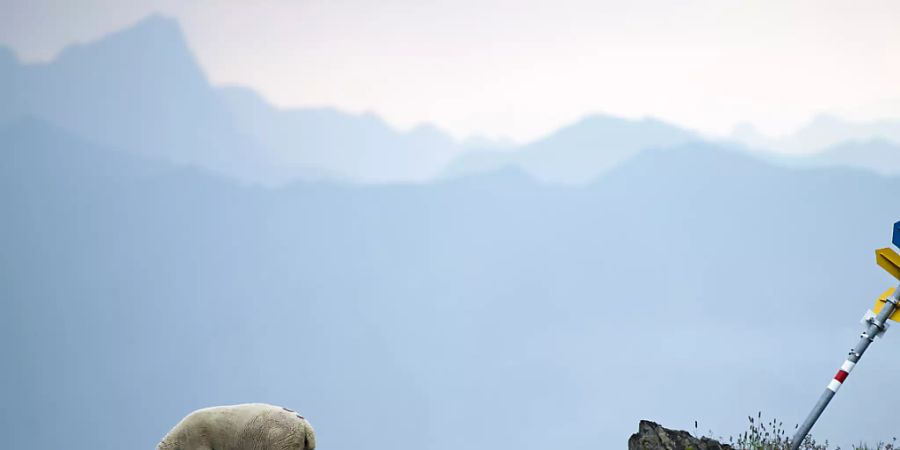 Wolf greift Schafherde an: Im St. Galler Murgtal hat ein Wolf neun Schafe einer Herde gerissen.