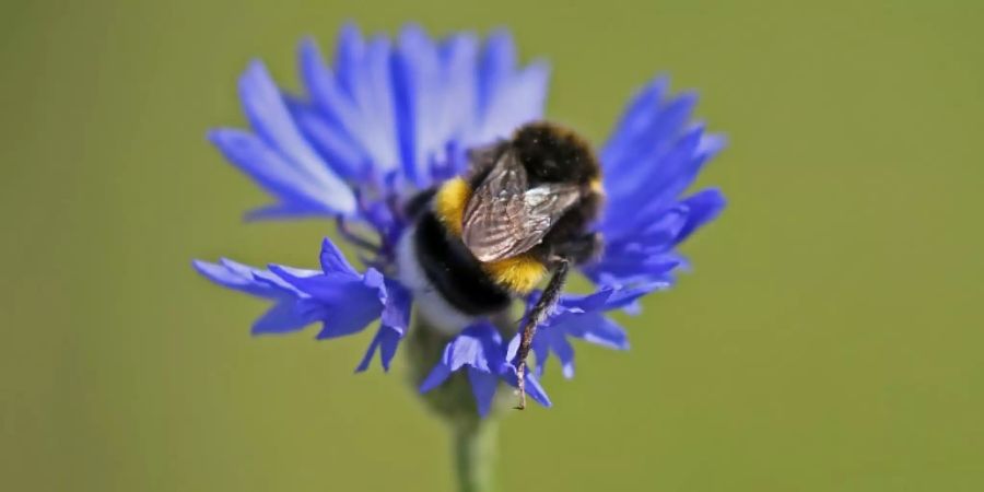 Hummel sitzt auf Kornblume
