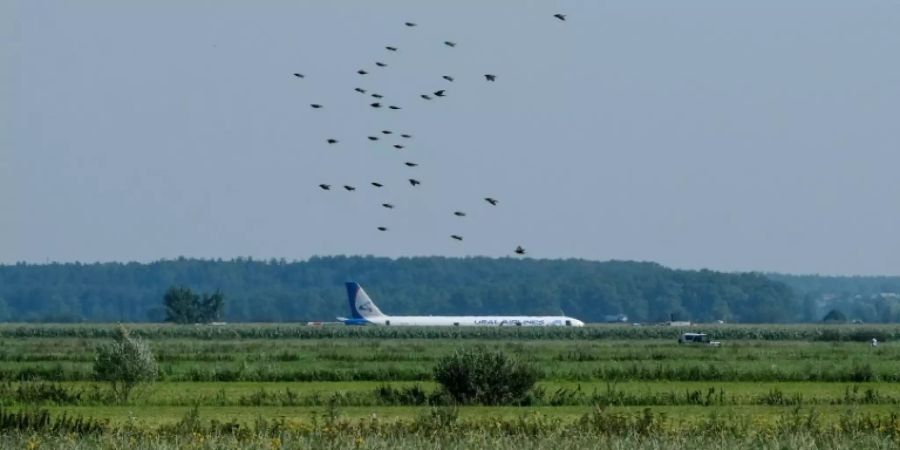 Vogelschwarm vor der auf einem Maisfeld stehenden Maschine