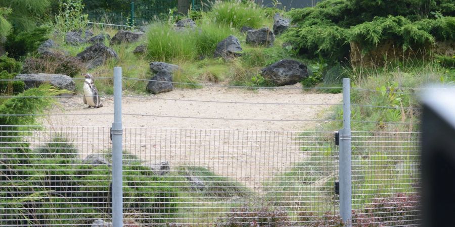 Das Pinguin-Gehege im Zoo von Rostock. Nachdem im Rostocker Zoo ein toter Pinguin gefunden wurde, hat die Kriminalpolizei die Ermittlungen aufgenommen.