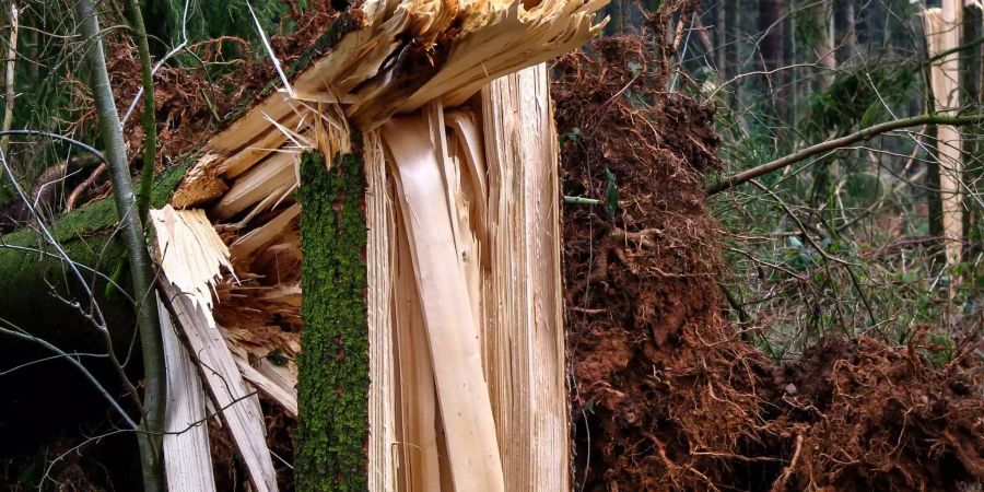 Bilder wie dieses dürften sich wegen der Klimaerwärmung häufen: Ein umgeknickter Baum nach einem Sturm. Bild: Pxhere