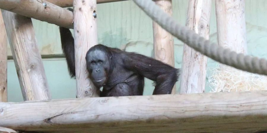 Orang-Utan sind vom Aussterben bedroht (Bild aus dem Zoo Osnabrück, DE).