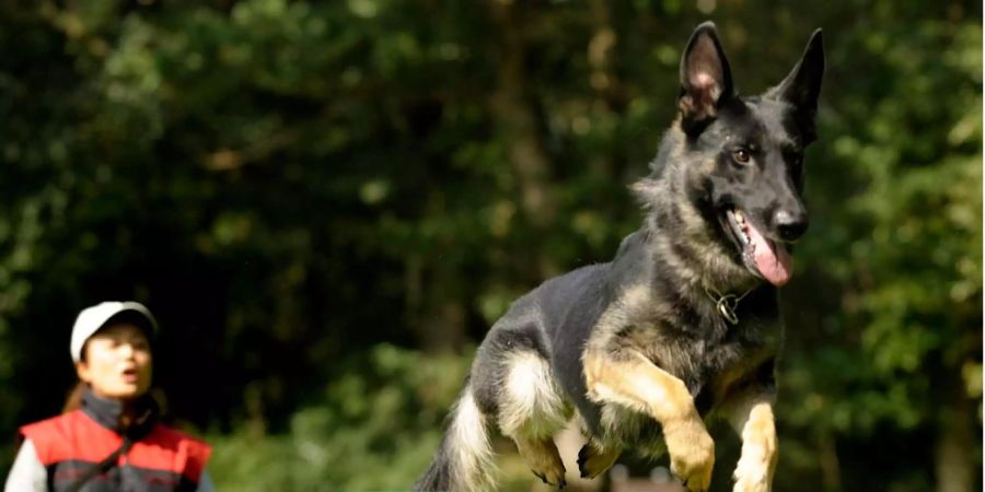 Die Hundehalterin war mit dem Schäferhund völlig überfordert.