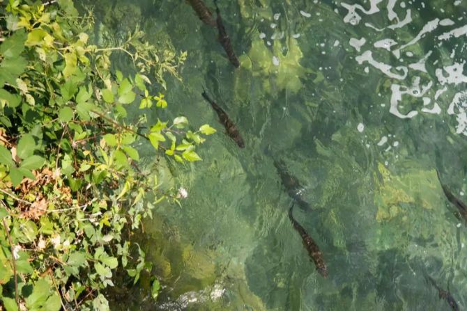 Fische
